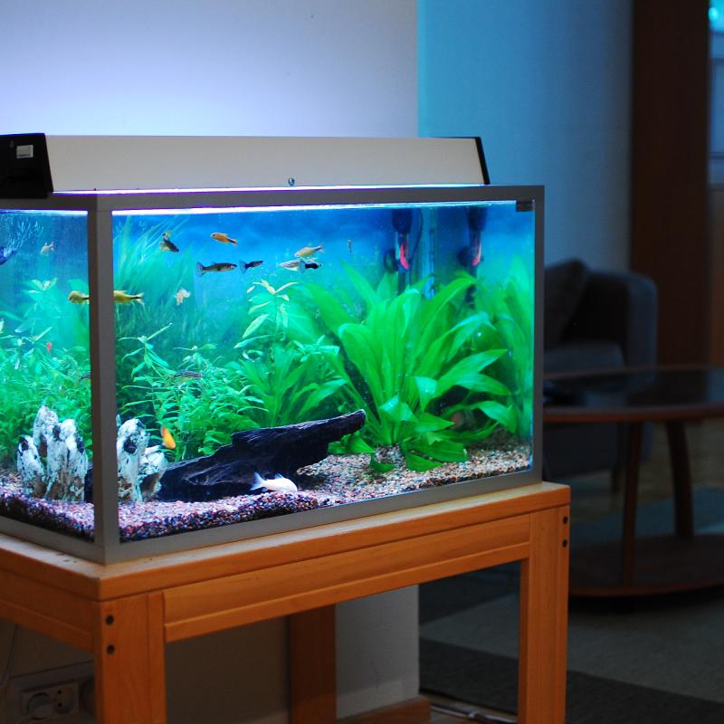 Aquarium 1