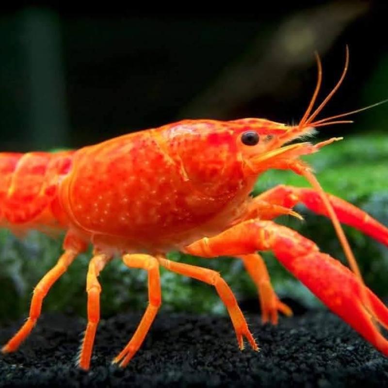LOBSTER