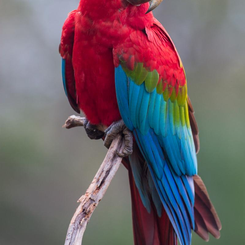 Parrot