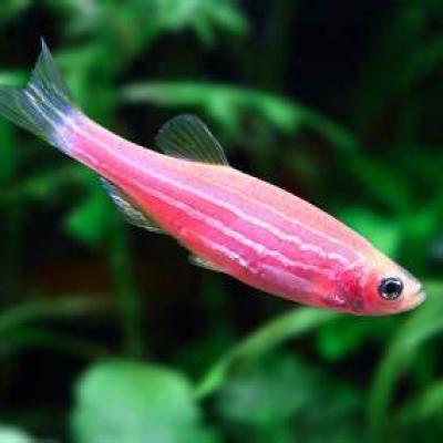 Zebra Pink