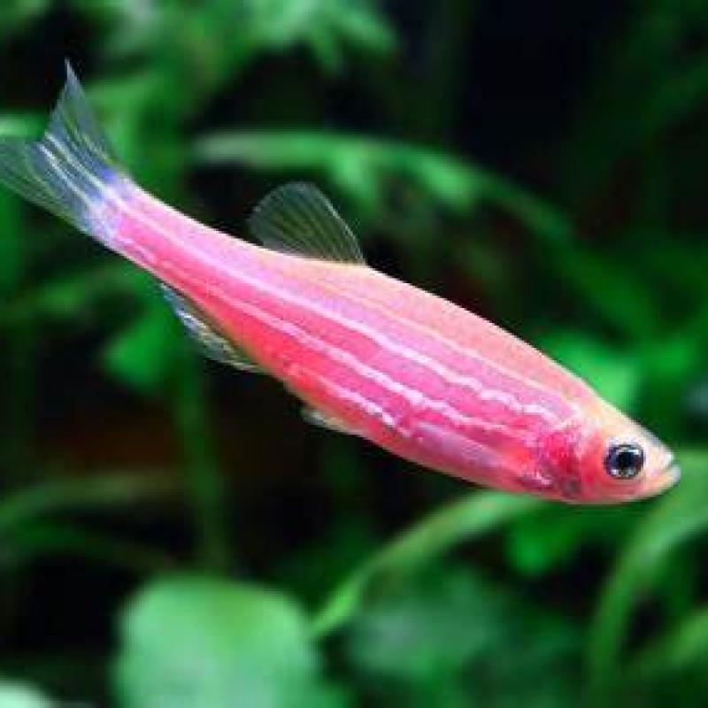Zebra Pink